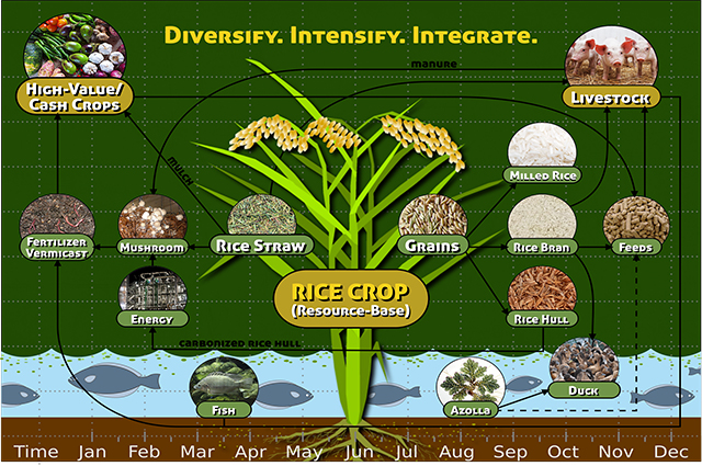 Rice-based farming