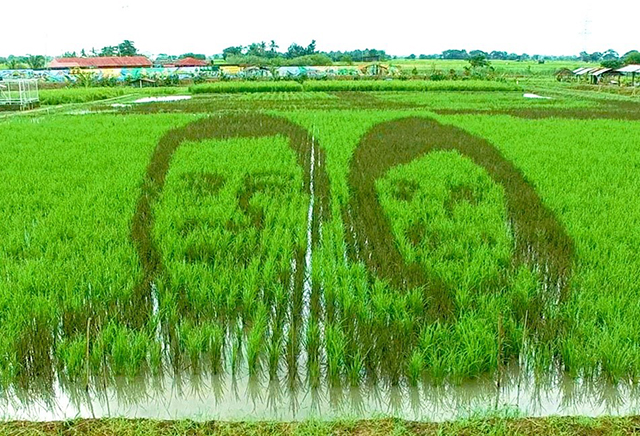 Du30-Robredo rice paddy art