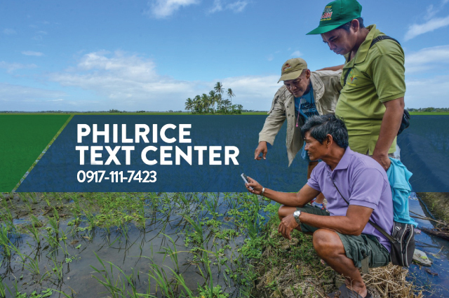 Farmers can now reach the PhilRice Text Center (PTC) through 0917-111-7423. The Text Center agents are available to answer queries about rice seeds and modern farming practices from Monday-Friday, 9 am-5pm.