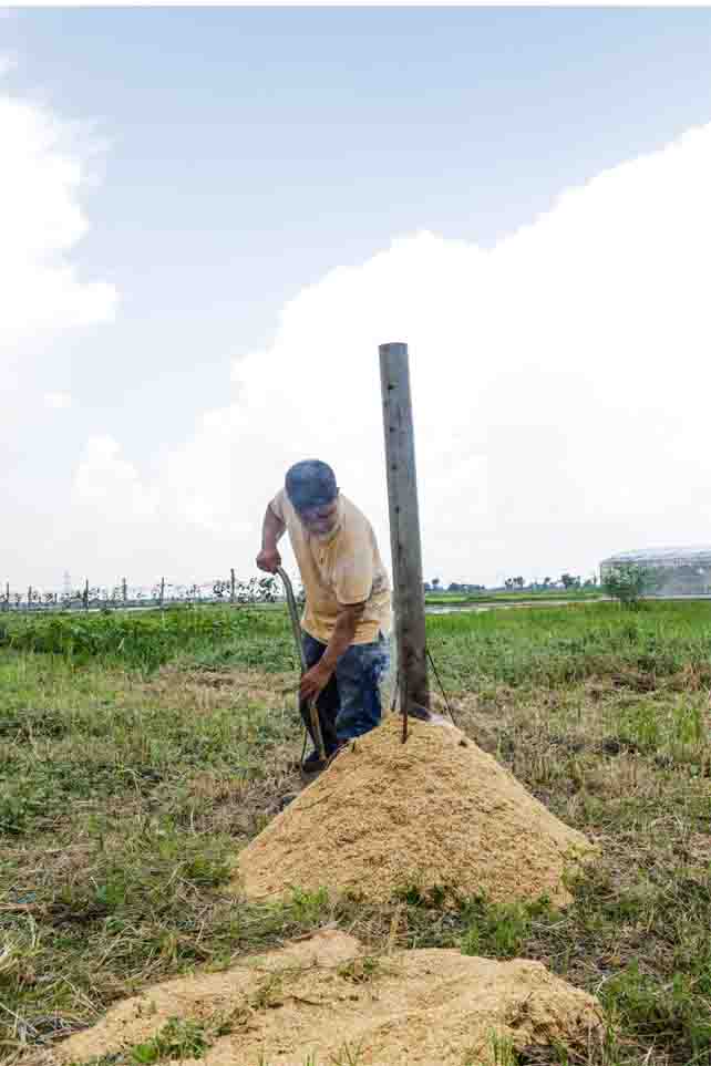 palay