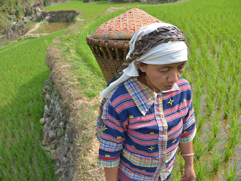 Rice fields