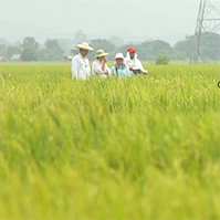 palay