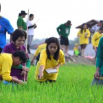 rice planting