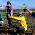 planting rice