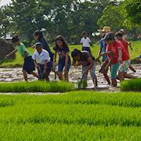 youth planting rice