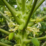 flowering plant