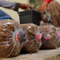 mushroom substrated production