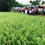 small rice field