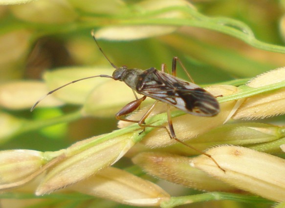 Emerging-rice-pest-debugged