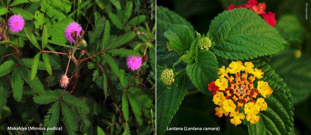 Study suggests makahiya, lantana as biopesticide for leaf blight