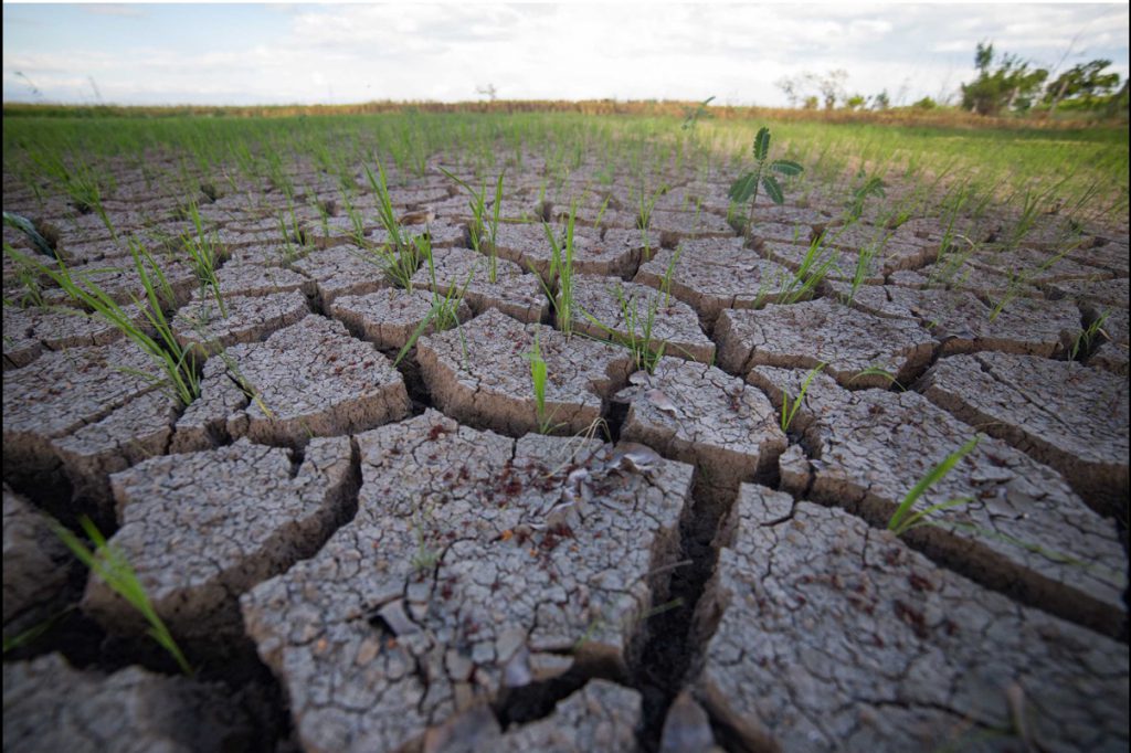 Recommended practices up for extended El Nino | PRRI