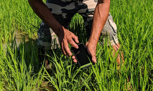 palay farmer