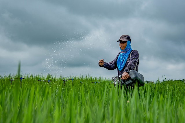 Farmer in rice farm