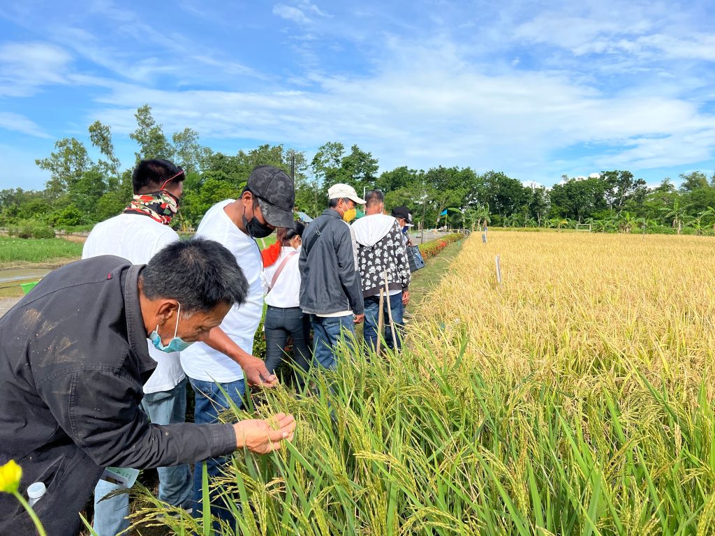 Negros Lakbay Palay held | Philippine Rice Research Institute
